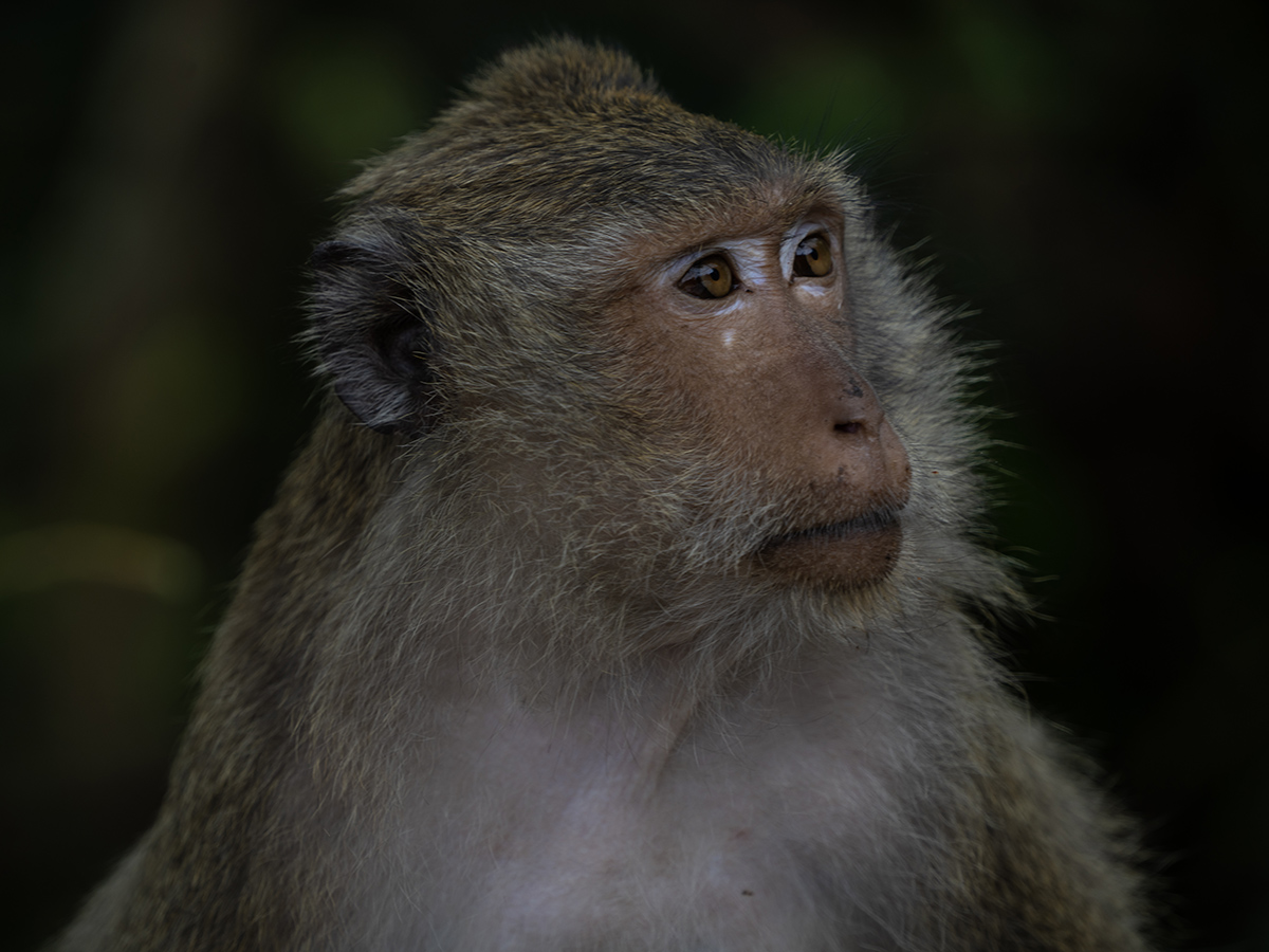 Koh Chang (Sony A7R4)